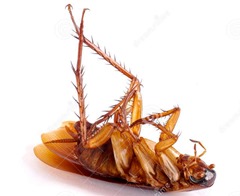 dying-roach