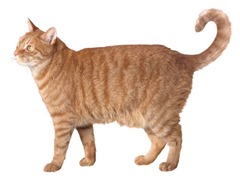 OrangeTabby