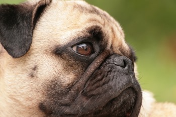 pug-2059d8dee5b705b4