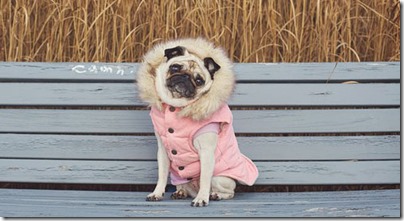 pug-in-pink-coat