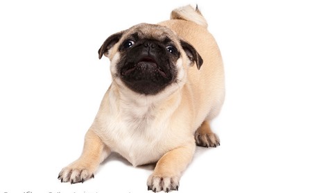 pugs-00305