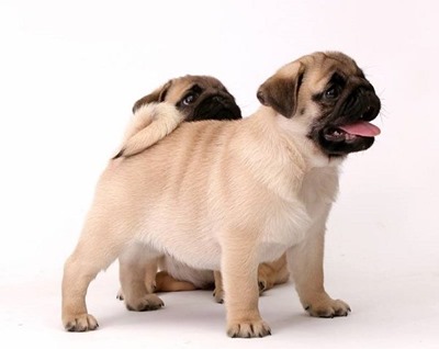 pugs-00517