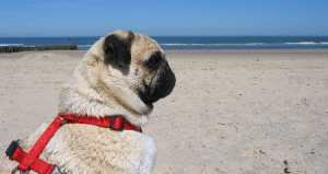 pug at beach