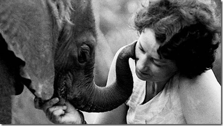 the elephant who found a mom