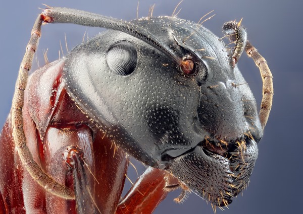 animals-ants-head-insects-microscopic-1018944-3000x2121