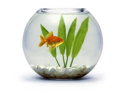 one-goldfish-in-a-bowl