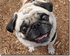 Pug9