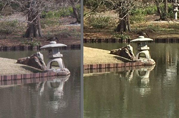 Compare-1