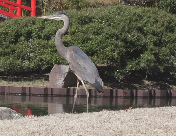 Crane Screenshot from Camera Raw editor