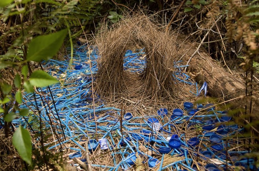 Satin-Bower-Bird-Nest
