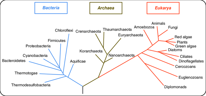 universal-phylogenetic-tree-showing-relationships-between-major-lineages-of-the-three
