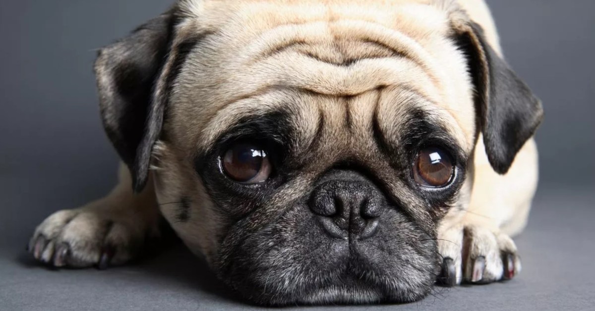 I’m Too Dumb to Use Artificial&nbsp;Intelligence